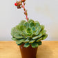 Echeveria Dondo Succulent in 5.5cm Pot Cassandra's Plants