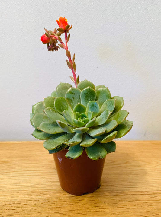 Echeveria Dondo Succulent in 5.5cm Pot Cassandra's Plants