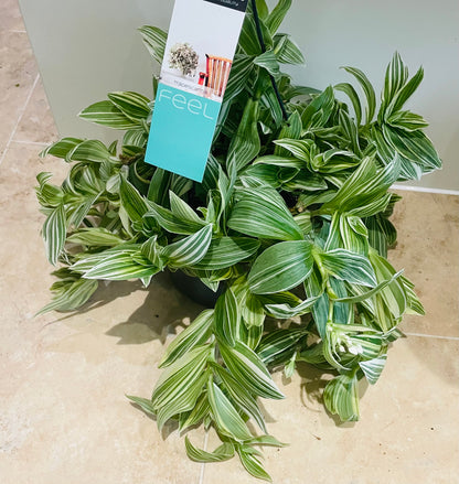 Tradescantia Albiflora Albovittata Cassandra's Plants