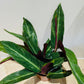 Calathea Magic Star 12cm Pot Cassandra's Plants