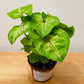 Syngonium Podophyllum Berry Allusion  in 7cm pot Cassandra's Plants