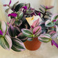 Tradescantia Nanouk Cassandra's Plants