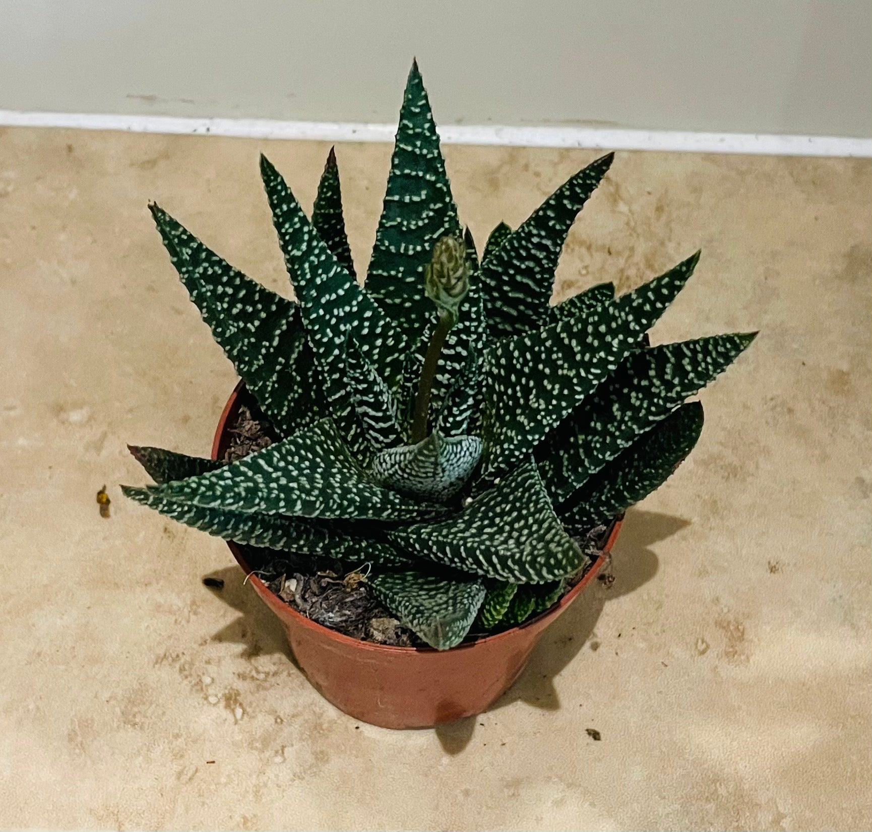 Haworthia Fasciata in 8.5cm pot Cassandra's Plants
