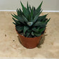 Haworthia Attenuata Succulent in 8.5cm Pot Cassandra's Plants
