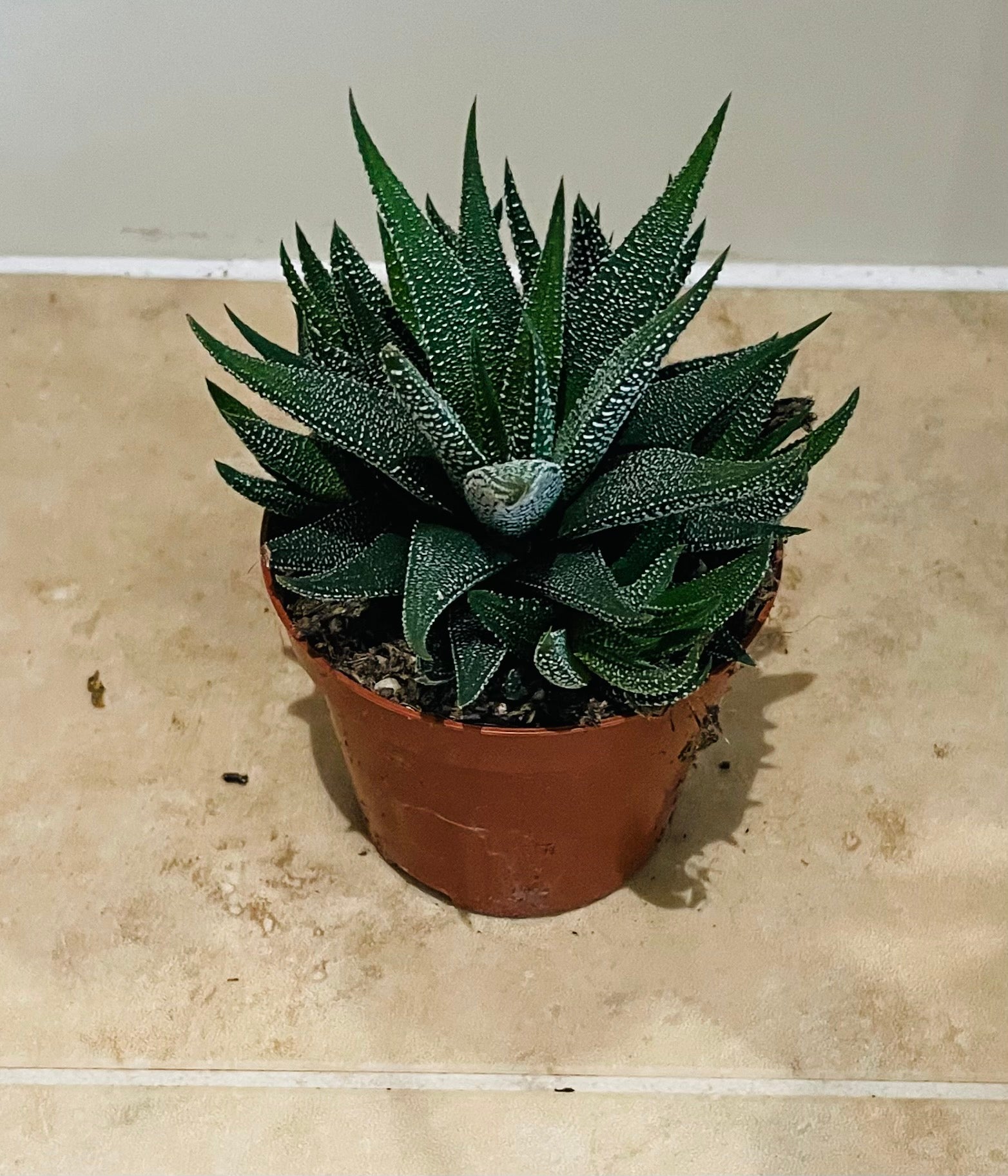 Haworthia Attenuata Succulent in 8.5cm Pot Cassandra's Plants