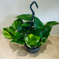 Epipermnum Aureum Golden Pothos 15cm Hanging Pot Cassandra's Plants