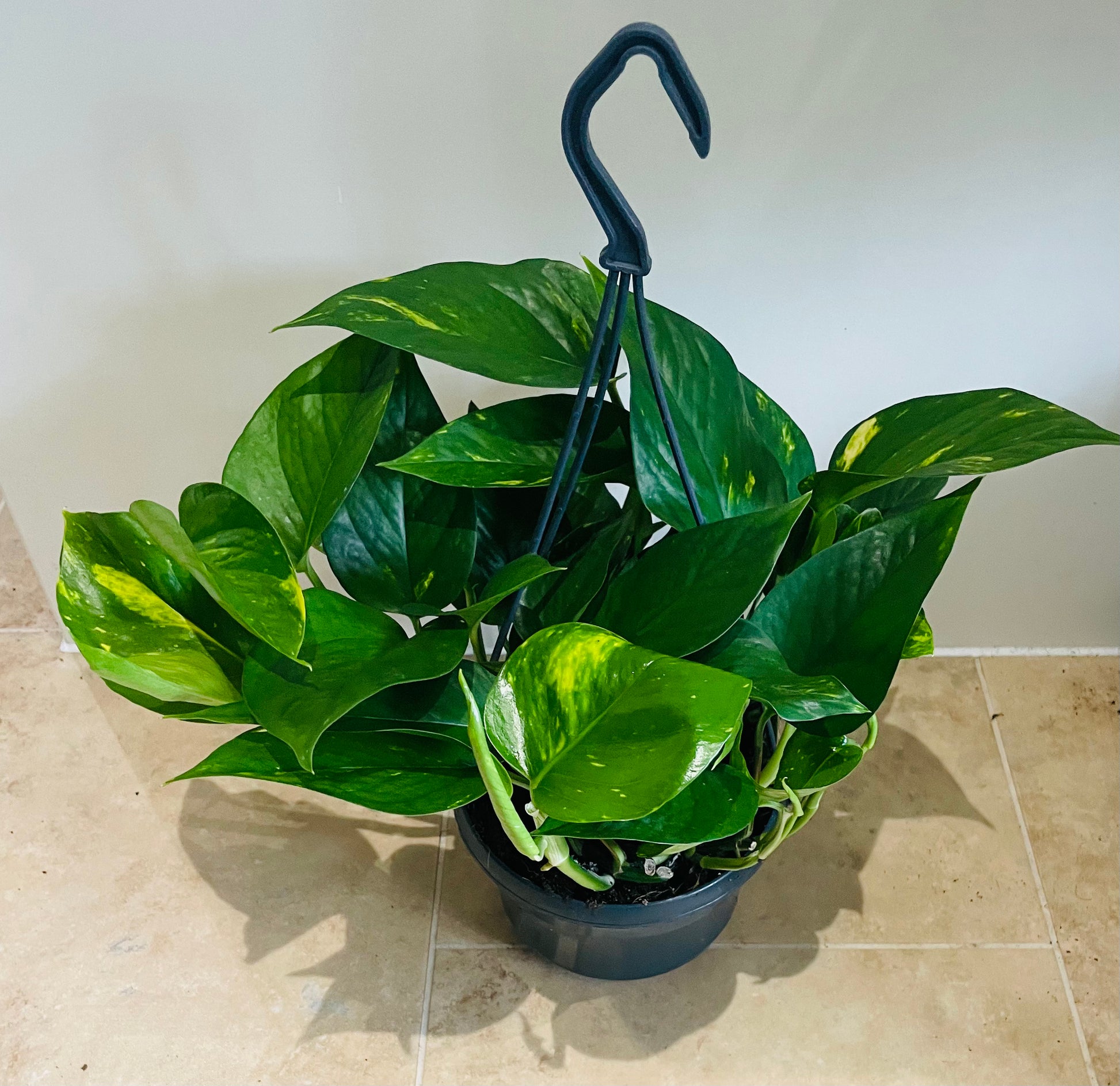 Epipermnum Aureum Golden Pothos 15cm Hanging Pot Cassandra's Plants