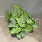 Syngonium Podophyllum Albovirens in a 12cm Pot Cassandra's Plants