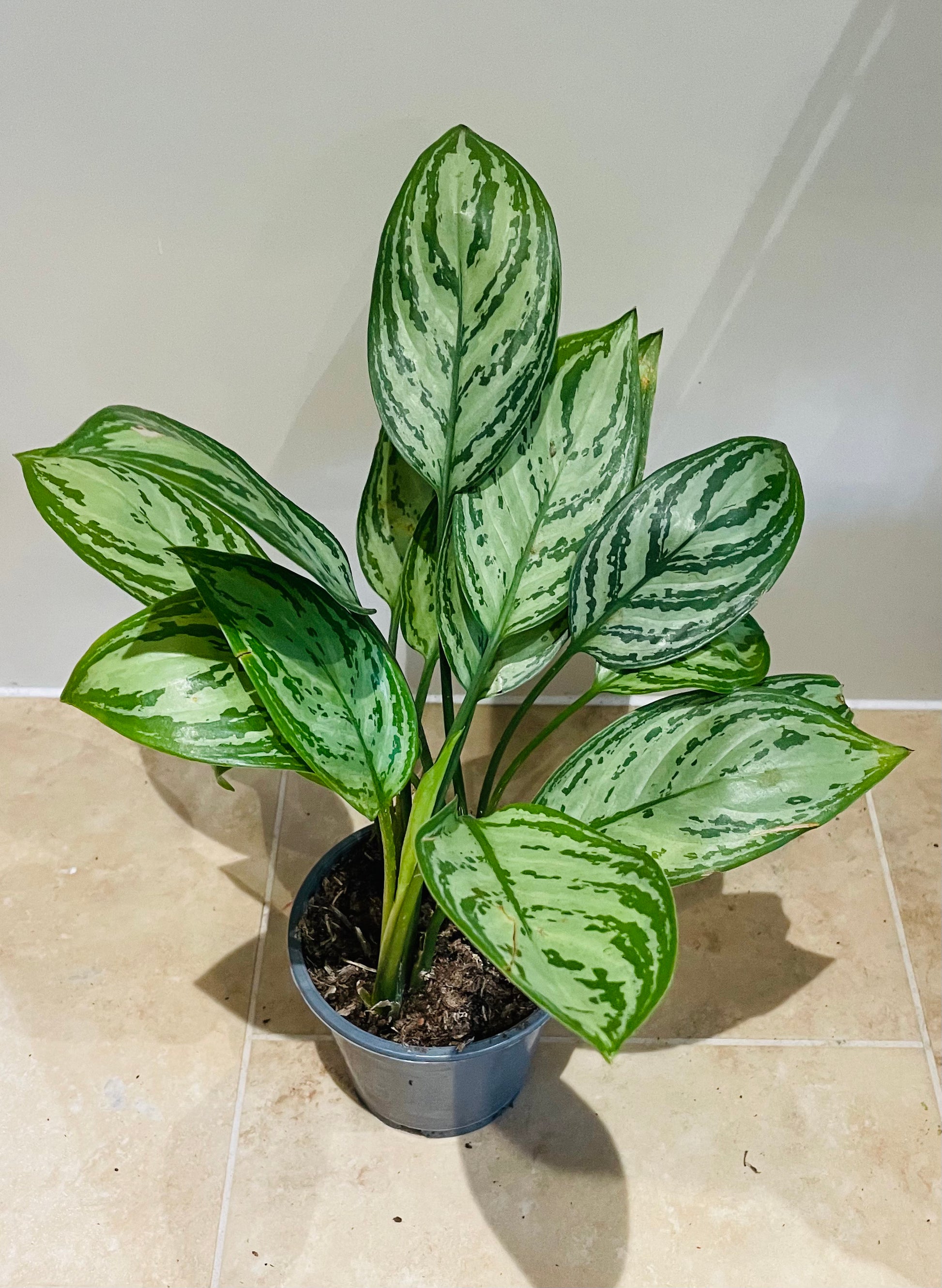 Aglaonema Christina Chinese Evergreen 12cm Pot Cassandra's Plants