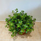 Sedum Tornado Cassandra's Plants