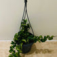 Hoya Carnosa Compacta in a 14cm Pot Cassandra's Plants