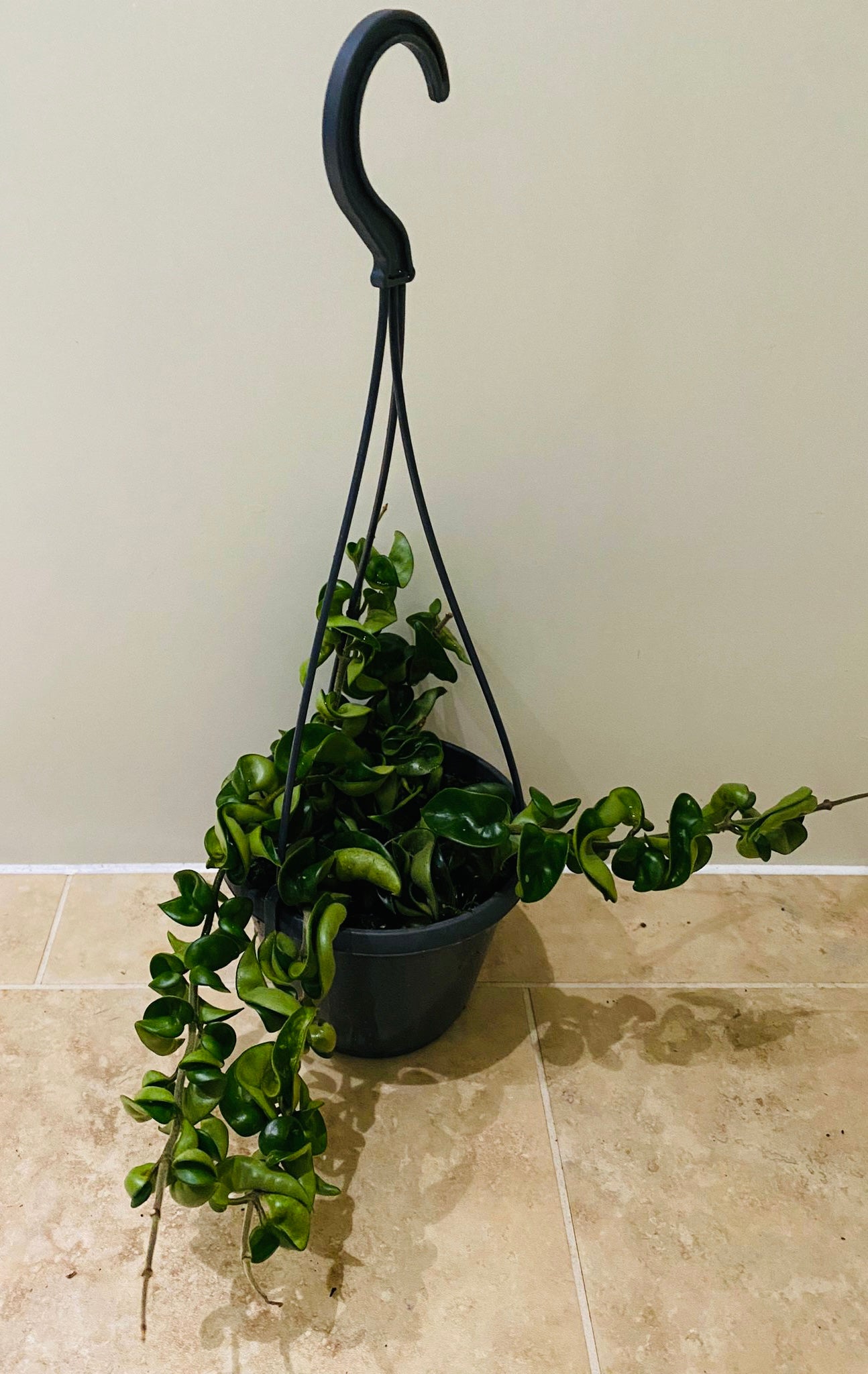 Hoya Carnosa Compacta in a 14cm Pot Cassandra's Plants