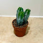 Myrtillocactus Geometrizans Cactus in a 5.5cm pot Cassandra's Plants
