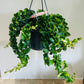 Aeschynanthus Radicans Rasta Lipstick Plant 15cm Hanging Pot Cassandra's Plants