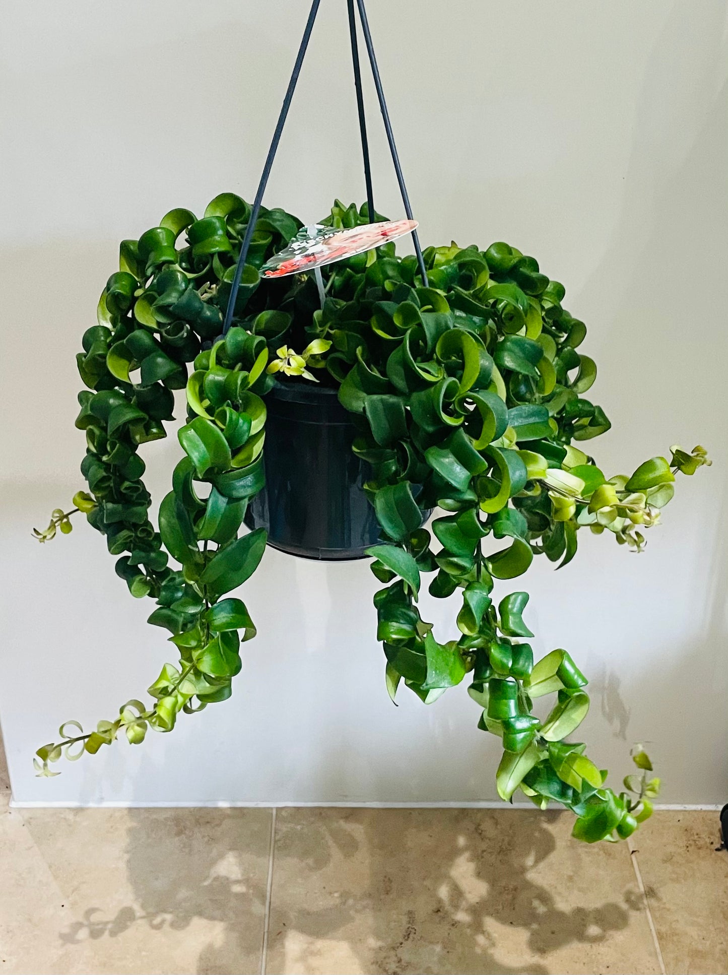 Aeschynanthus Radicans Rasta Lipstick Plant 15cm Hanging Pot Cassandra's Plants