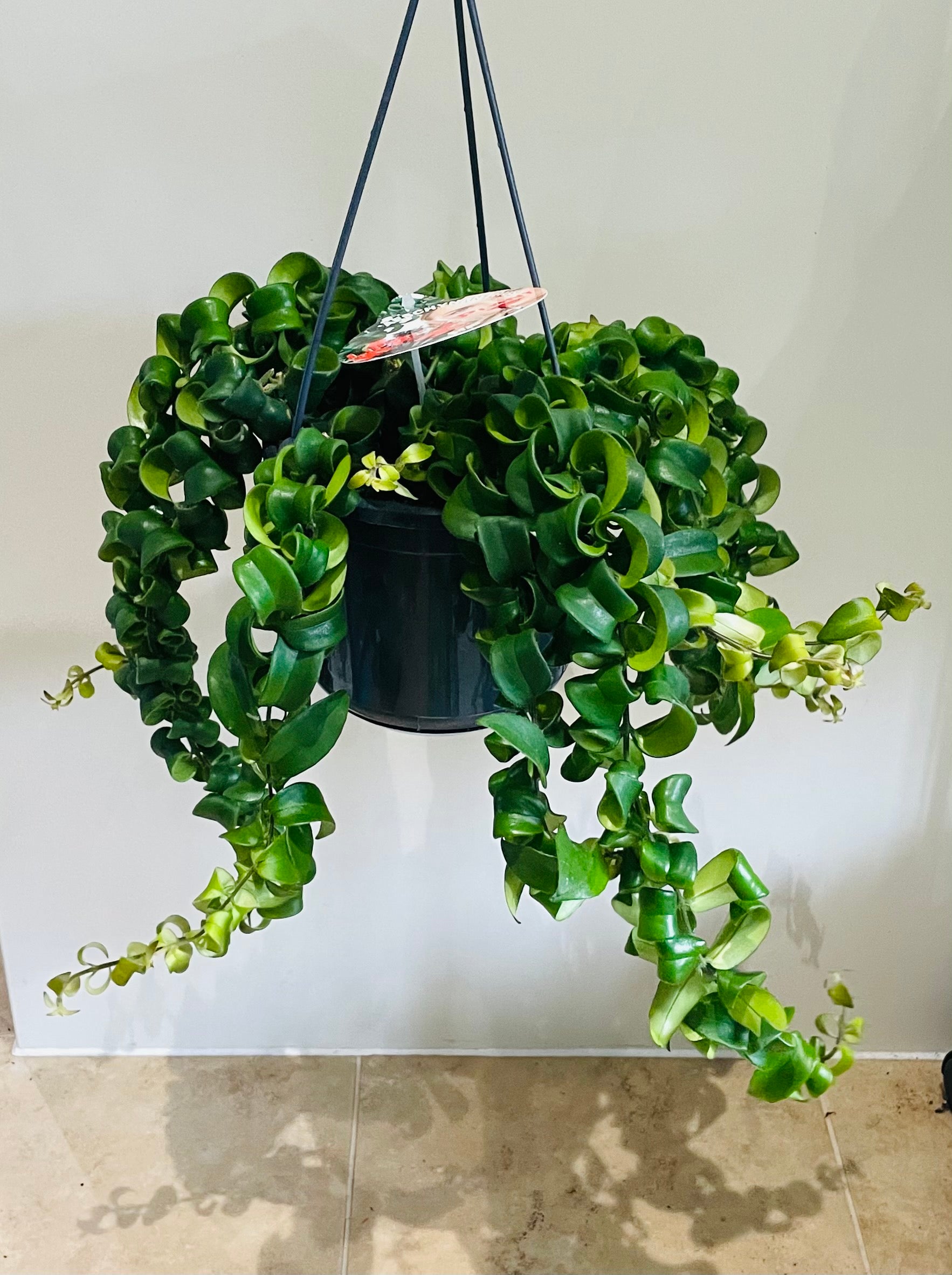 Aeschynanthus Radicans Rasta Lipstick Plant 15cm Hanging Pot Cassandra's Plants