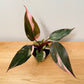 Philodendron Pink Princess in a 9cm pot Cassandra's Plants
