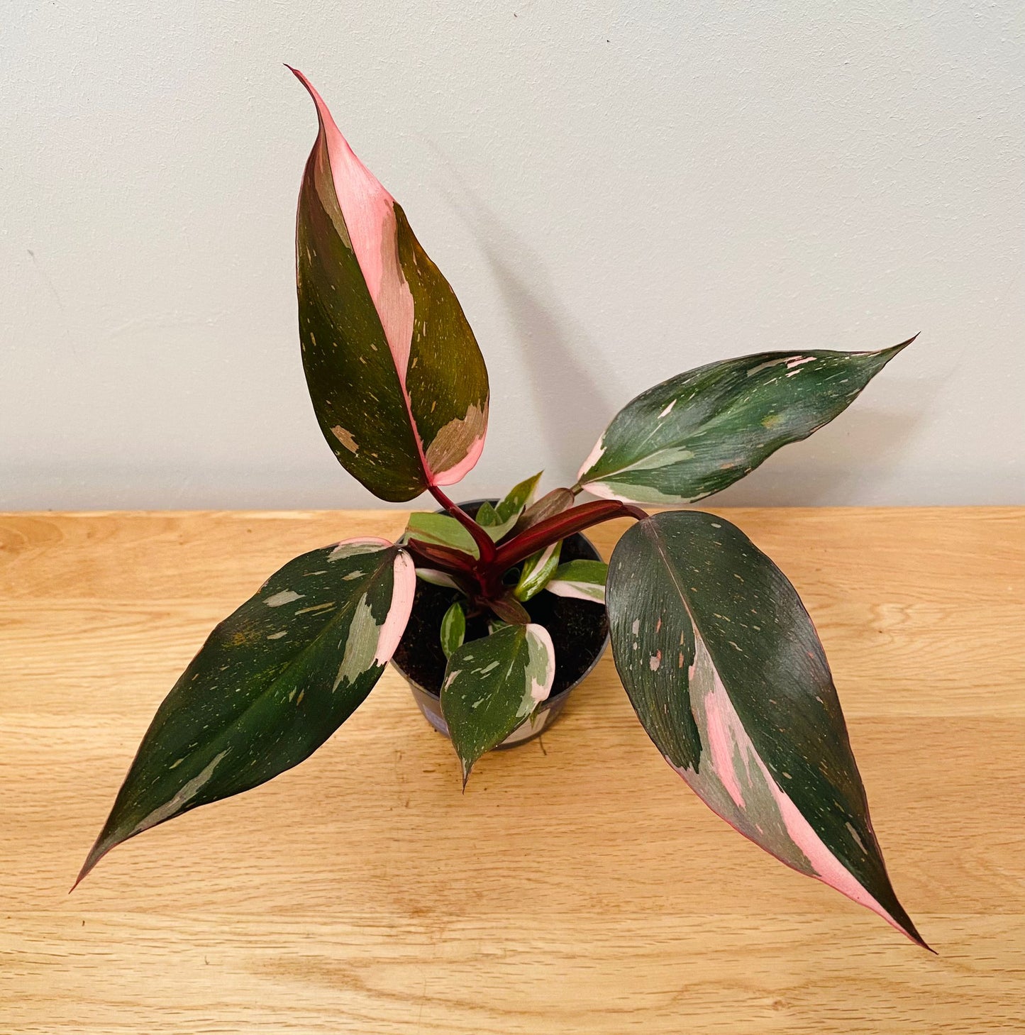 Philodendron Pink Princess in a 9cm pot Cassandra's Plants
