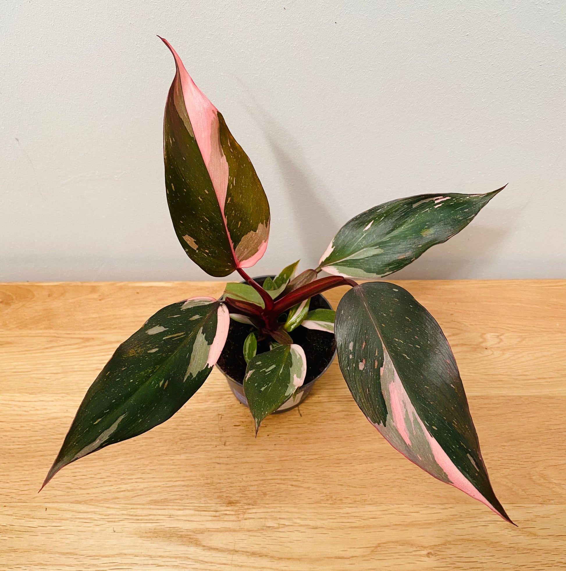 Philodendron Pink Princess in a 9cm pot Cassandra's Plants