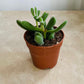 Crassula Rogersii 5.5cm Pot Cassandra'a Plants