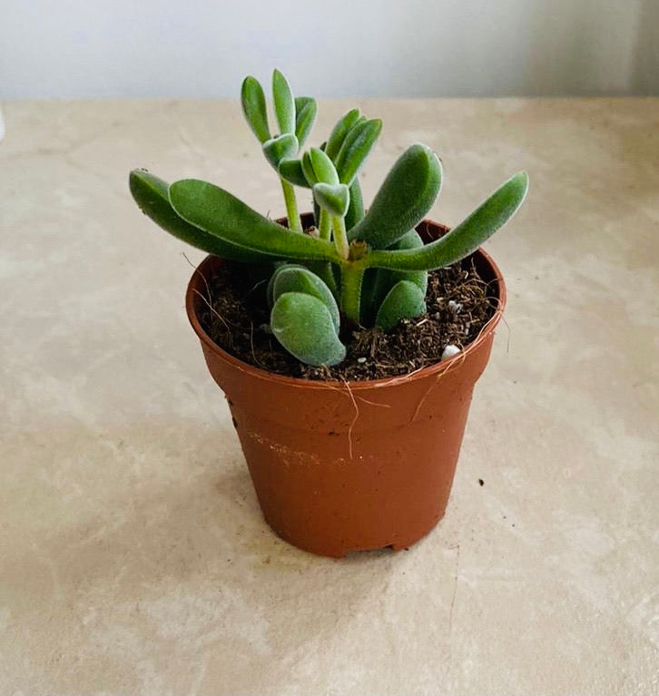 Crassula Rogersii 5.5cm Pot Cassandra'a Plants