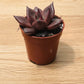 Echeveria Taurus/ Agavoides Romeo Succulent in 5.5cm Pot Cassandra's Plants