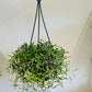 Othonna Capensis Ruby Necklace / Little Pickles in a 14cm Hanging Pot Cassandra's Plants