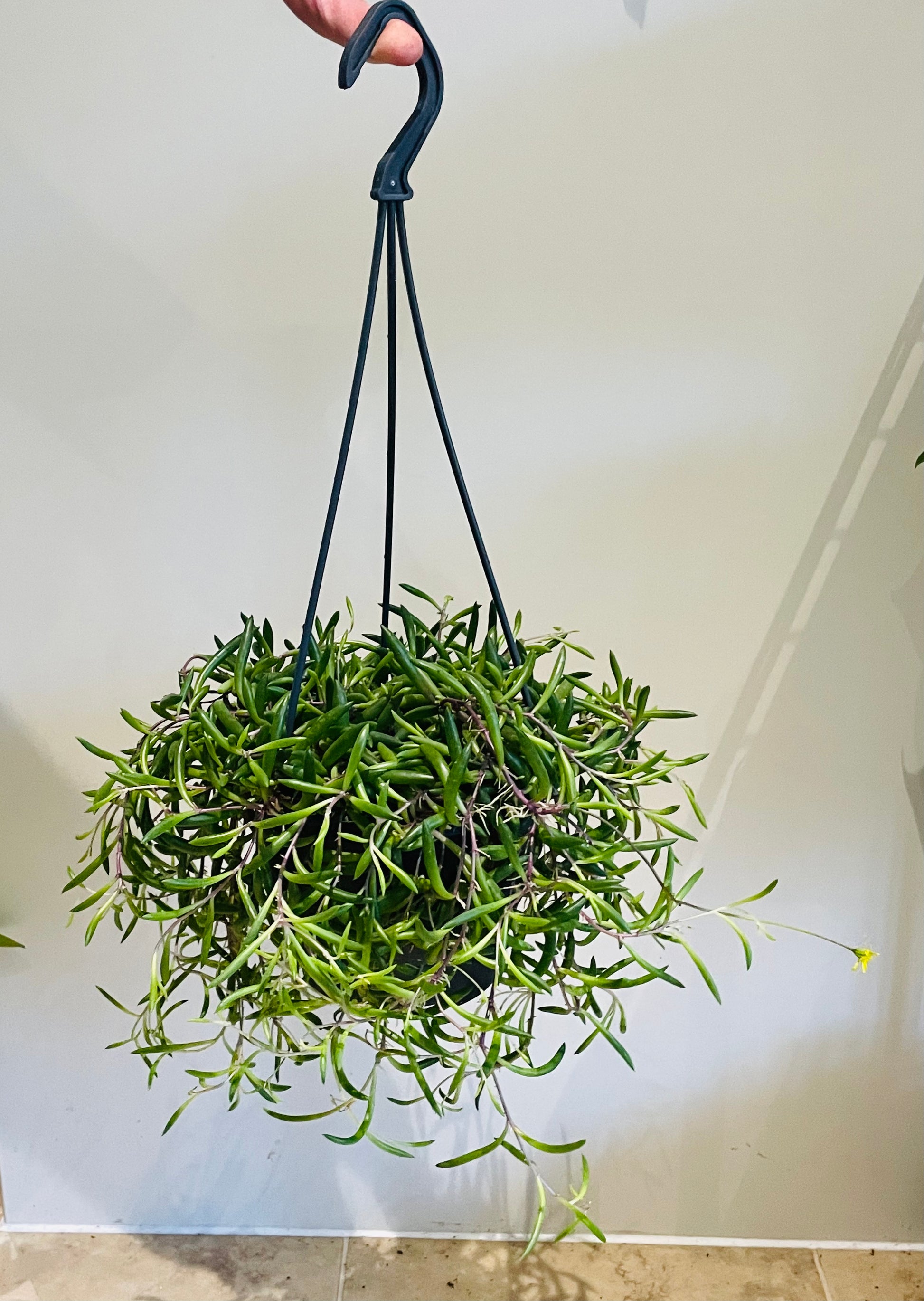 Othonna Capensis Ruby Necklace / Little Pickles in a 14cm Hanging Pot Cassandra's Plants