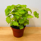 Begonia Rex “Lima Love” 12cm Pot Cassandra's Plants