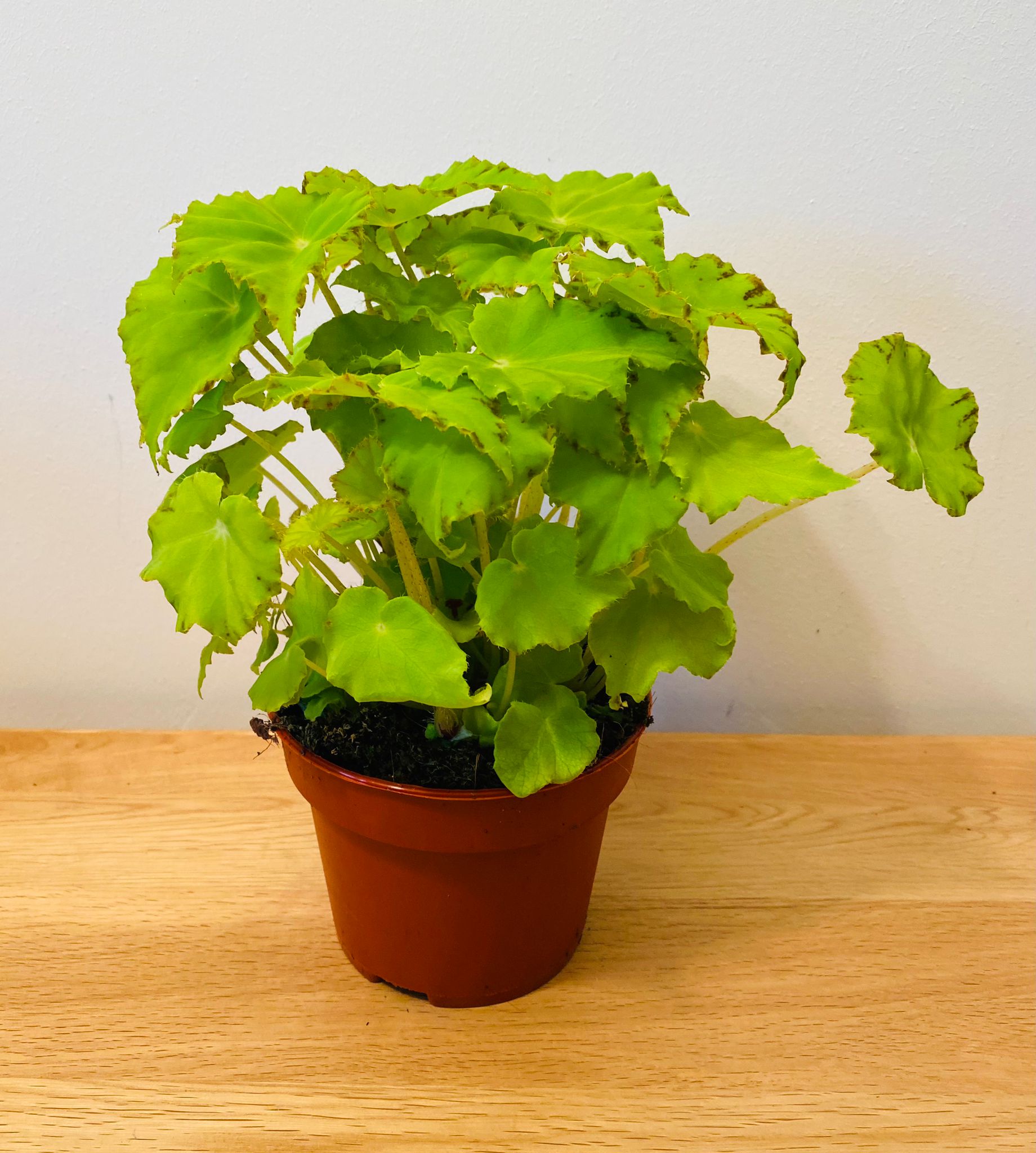 Begonia Rex “Lima Love” 12cm Pot Cassandra's Plants