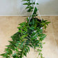 Hoya Bella in a 15cm hanging pot Cassandra's Plants