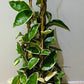 Hoya Carnosa Krimson Queen in 17cm Pot Cassandra's Plants