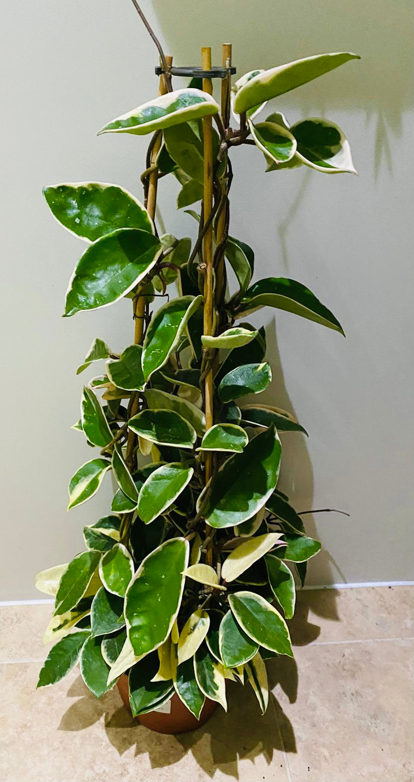 Hoya Carnosa Krimson Queen in 17cm Pot Cassandra's Plants
