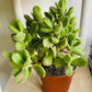Cotyledon Tomentosa “Bear’s Paw” 10.5cm Pot Cassandra's Plants