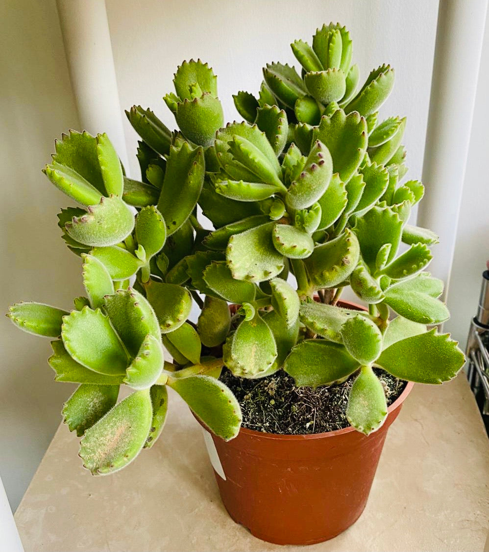 Cotyledon Tomentosa “Bear’s Paw” 10.5cm Pot Cassandra's Plants
