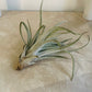 Tillandsia Ionantha v. Scaposa Cassandra's Plants