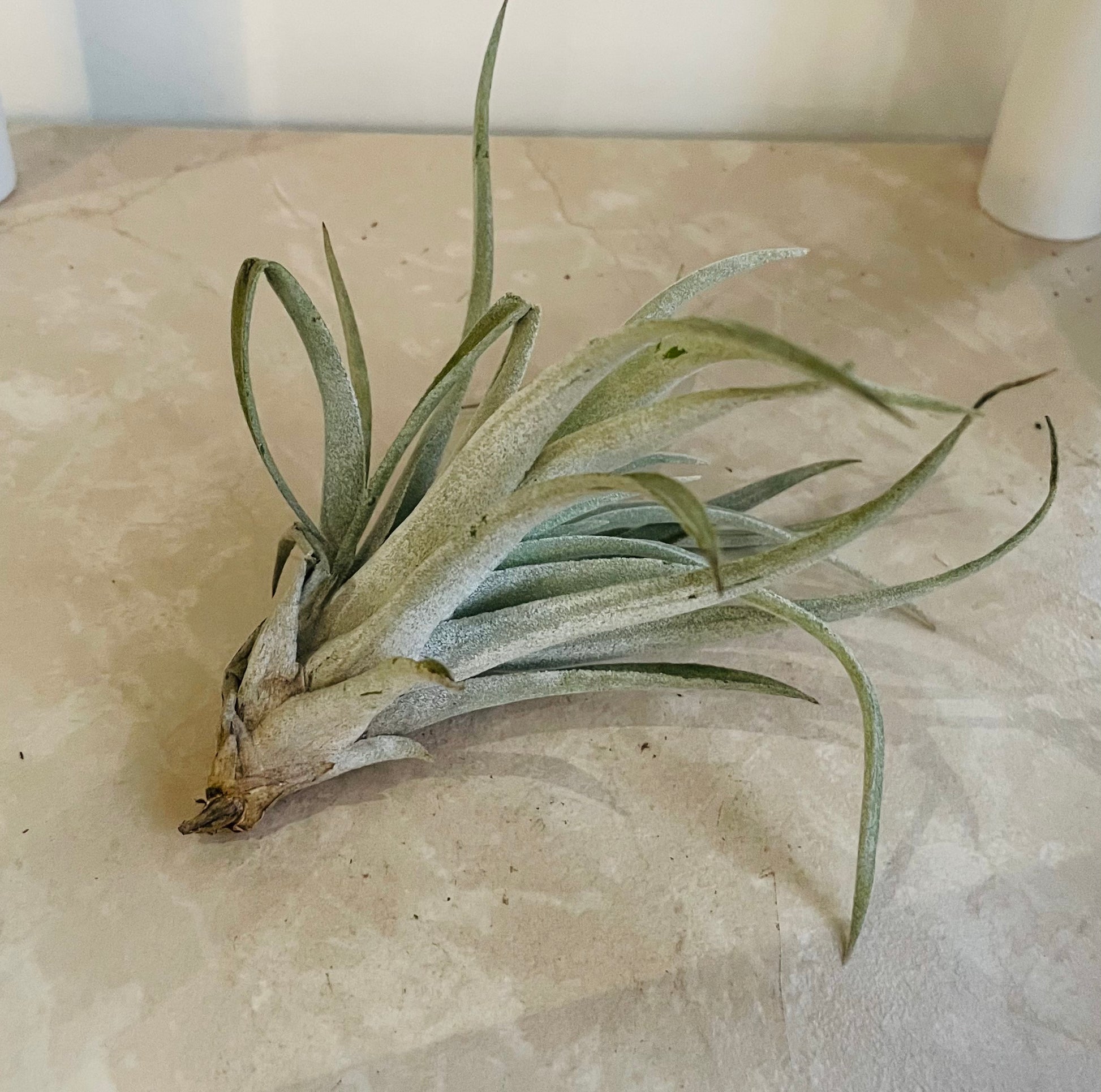 Tillandsia Ionantha v. Scaposa Cassandra's Plants