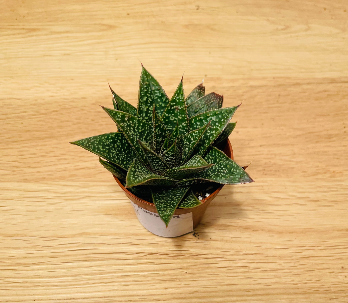 Gasteraloe Flow in a 5.5cm pot Cassandra's Plants