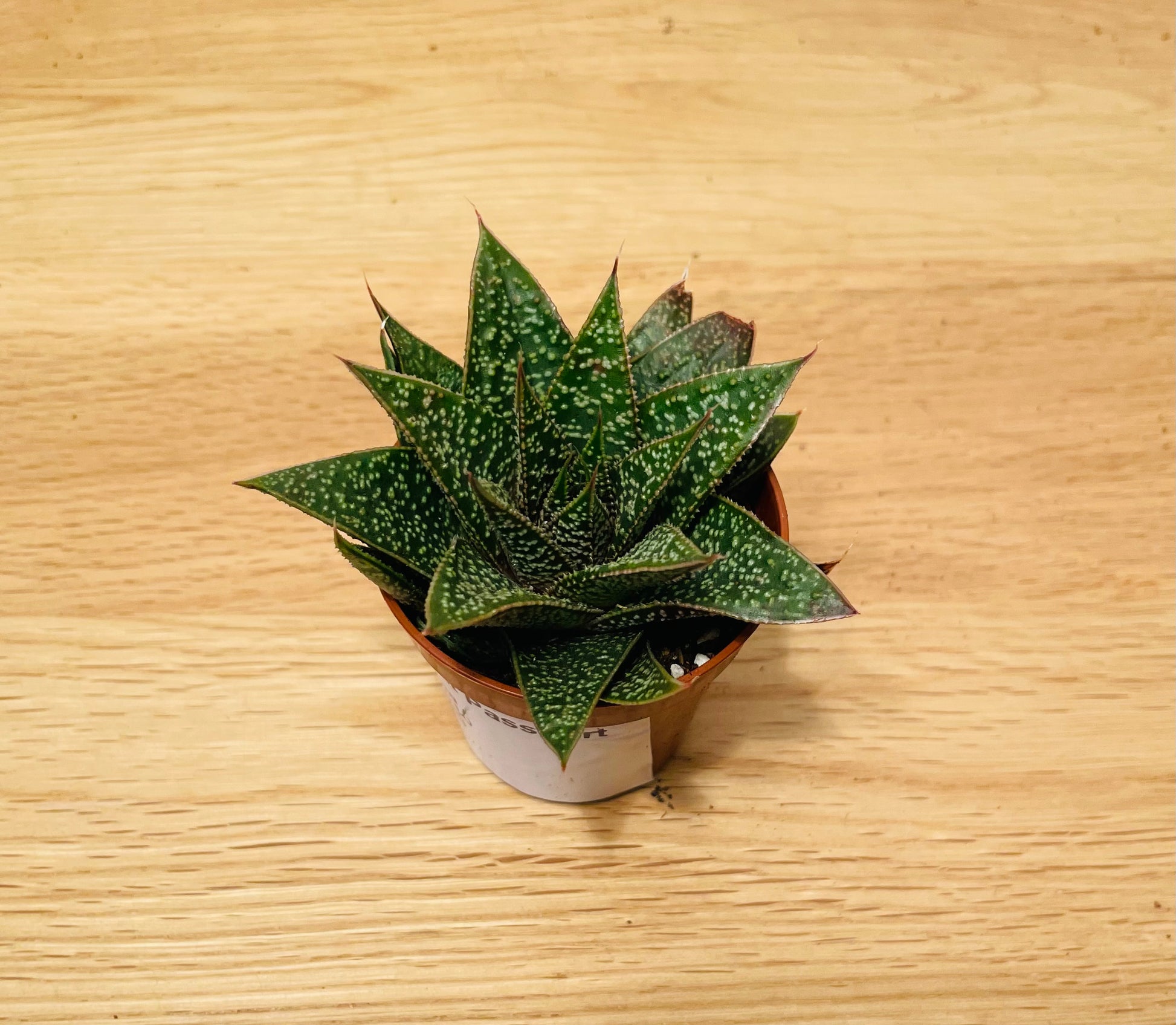 Gasteraloe Flow in a 5.5cm pot Cassandra's Plants