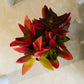 Crassula Capitella Campfire 8cm Pot Cassandra's Plants