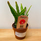 Epiphyllum Red Tip in 12cm pot Cassandra's Plants