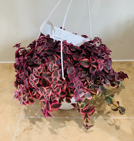 Crassula Pellucida subsp. Marginalis Rubra 17cm hanging pot Cassandra's Plants