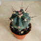 Ferocactus Peninsaluae Cassandra's Plants