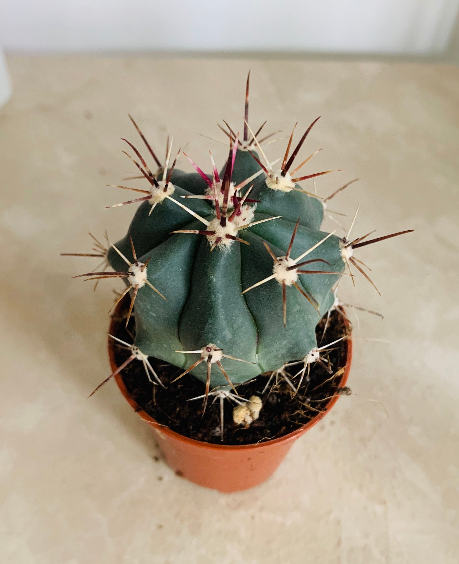 Ferocactus Peninsaluae Cassandra's Plants