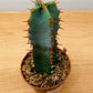 Euphorbia Resinifera in a 5.5cm Pot Cassandra's Plants