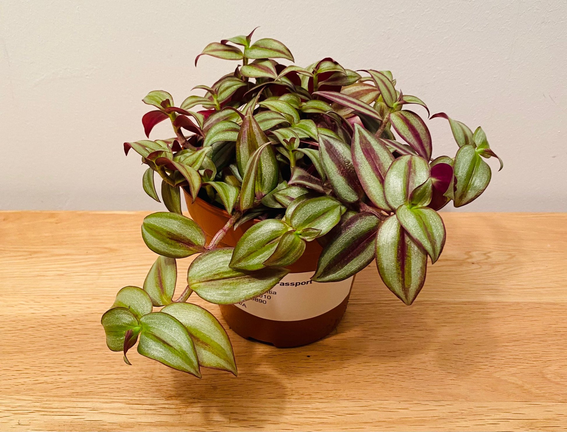 Tradescantia Zebrina Silver Inch Plant Cassandra's Plants