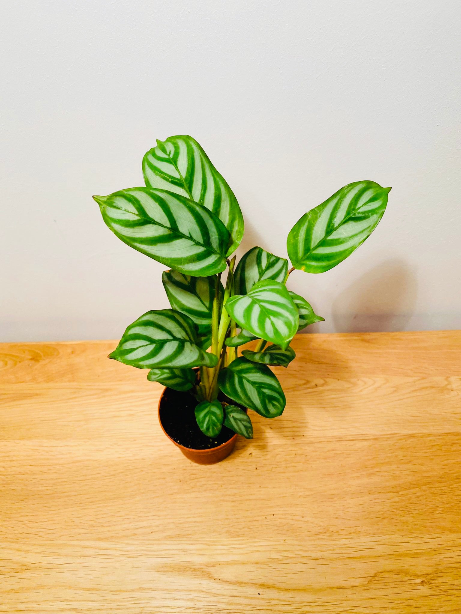 Ctenanthe Setosa 7cm Pot Cassandra's Plants