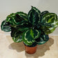 Calathea Medallion 14cm Pot Cassandra's Plants