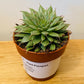 Graptopetalum Filiferum 8.5cm Pot Cassandra's Plants