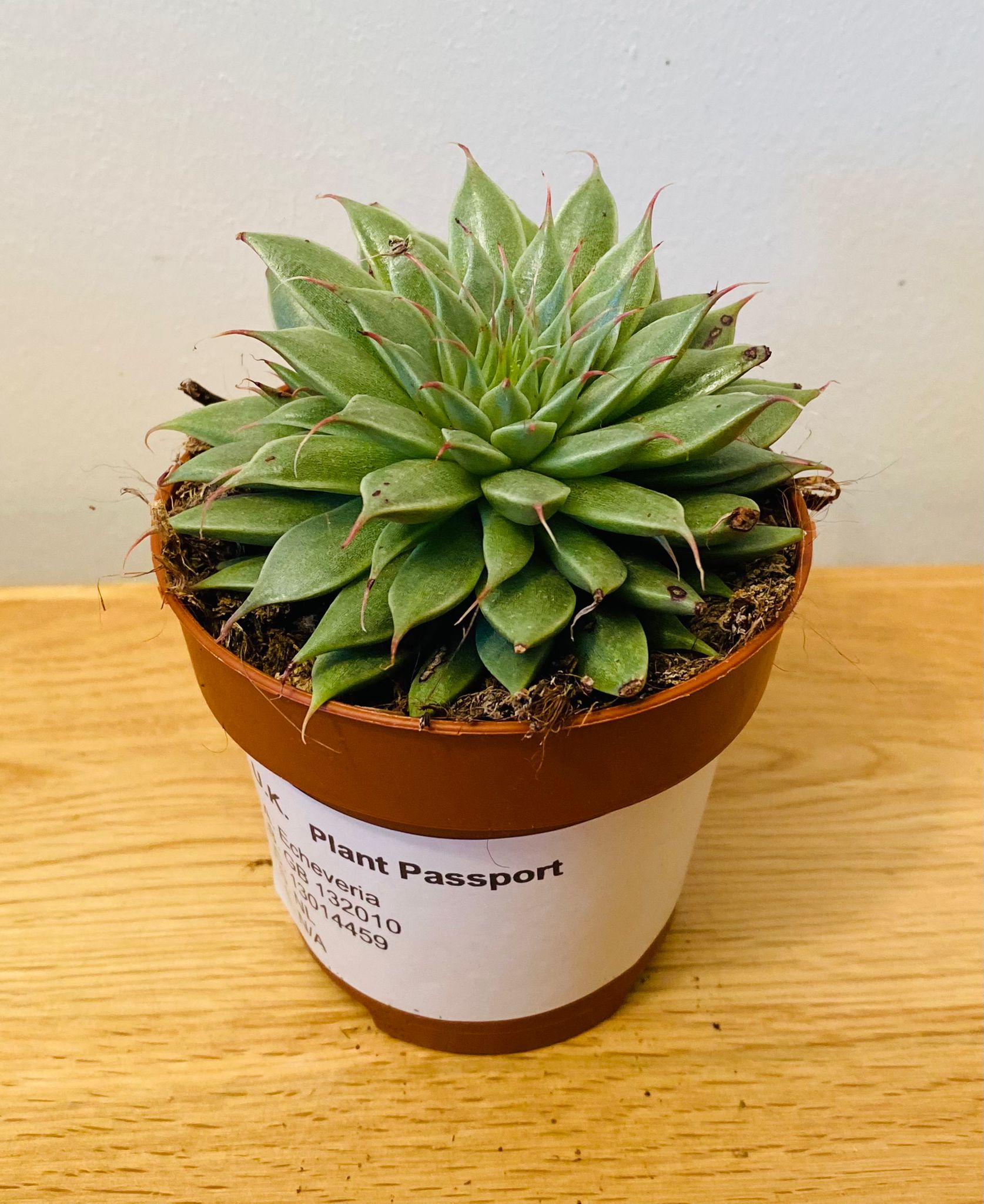 Graptopetalum Filiferum 8.5cm Pot Cassandra's Plants